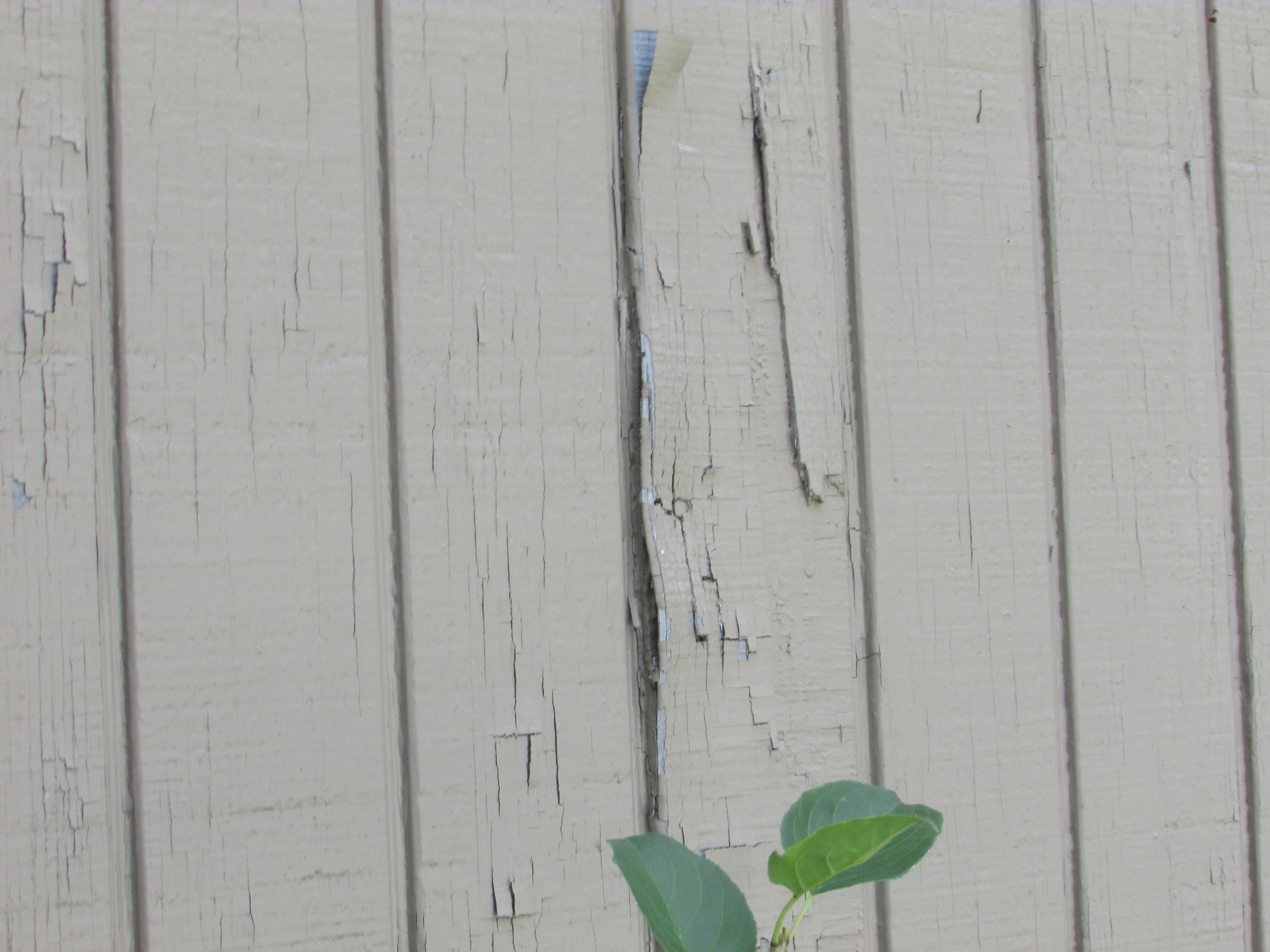 A white wooden fence with a green plant growing out of it.