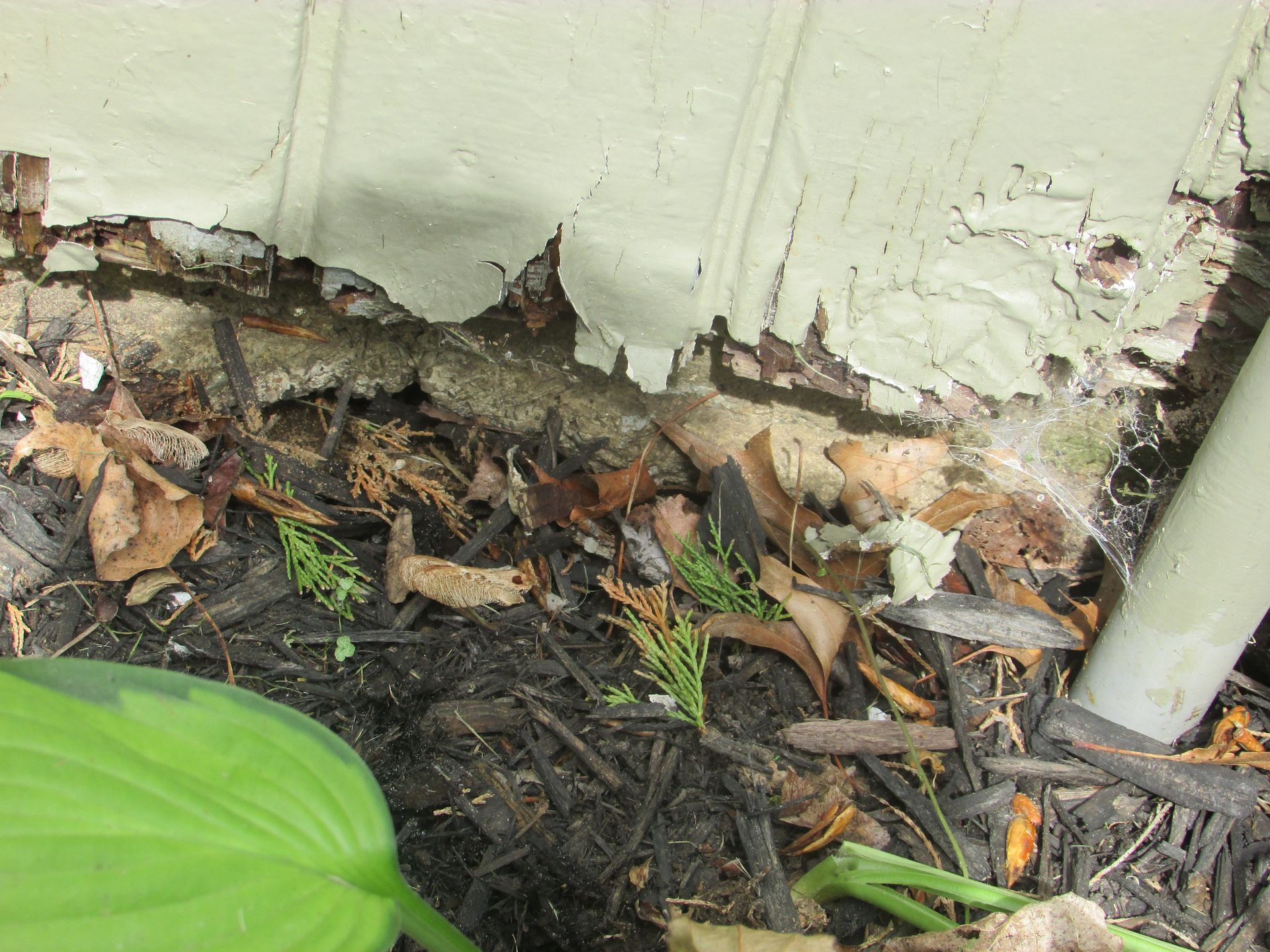 A plant is growing in the dirt next to a wall