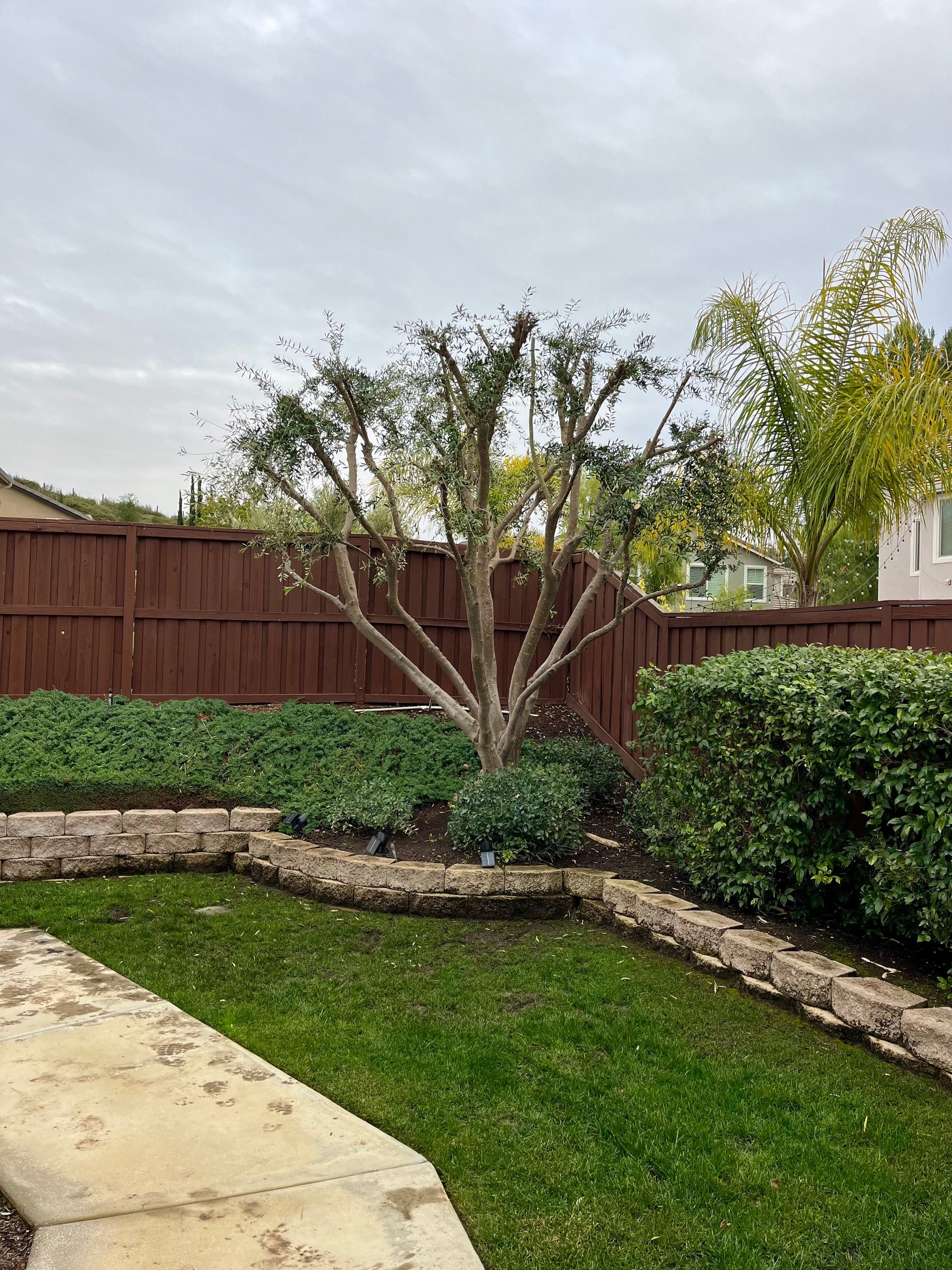 A large tree is in the middle of a lush green yard next to a wooden fence.
