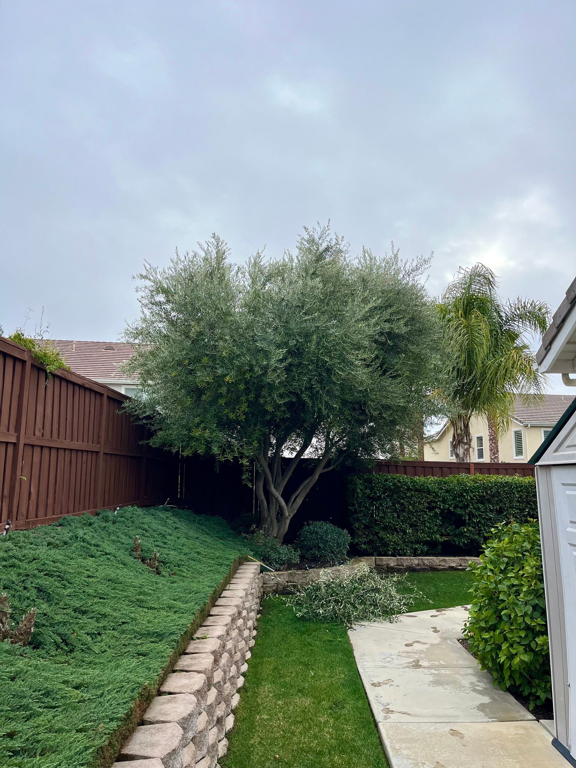 There is a large tree in the middle of the backyard.