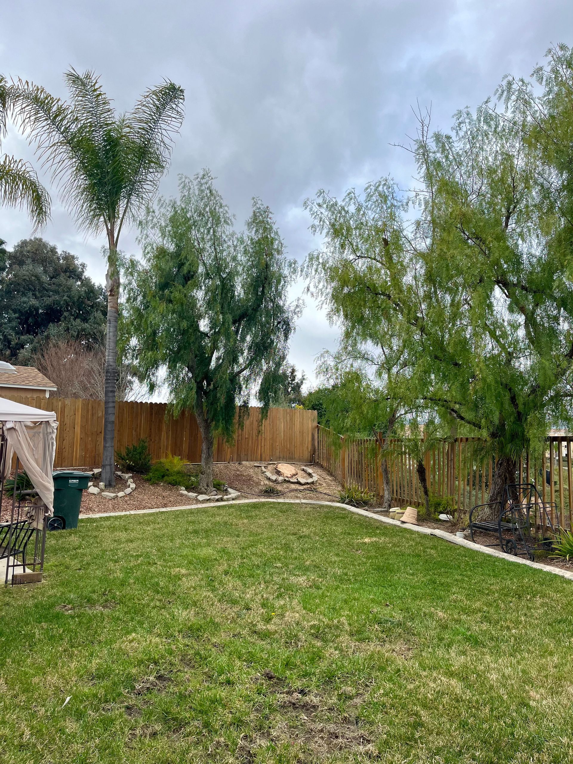 Large Pine Tree Removal in Temecula, CA