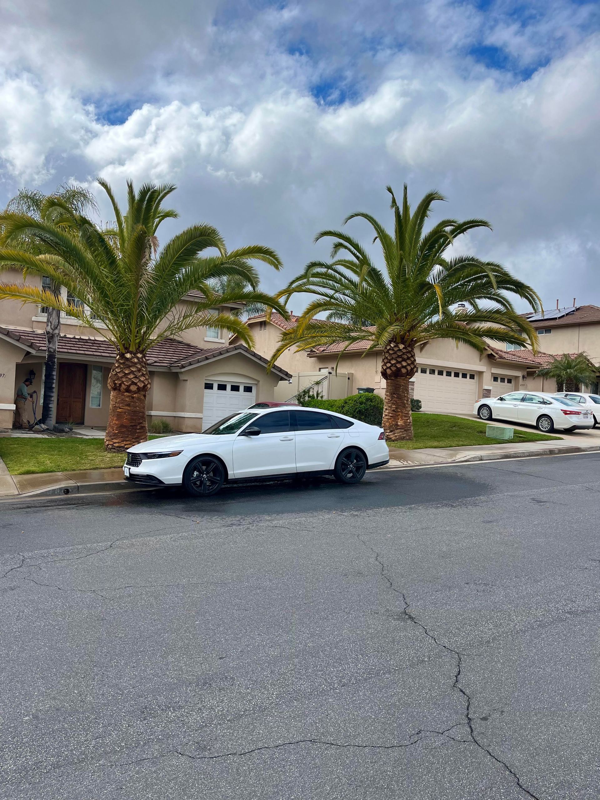Palm Tree Trimming and Cleanup in Temecula, CA