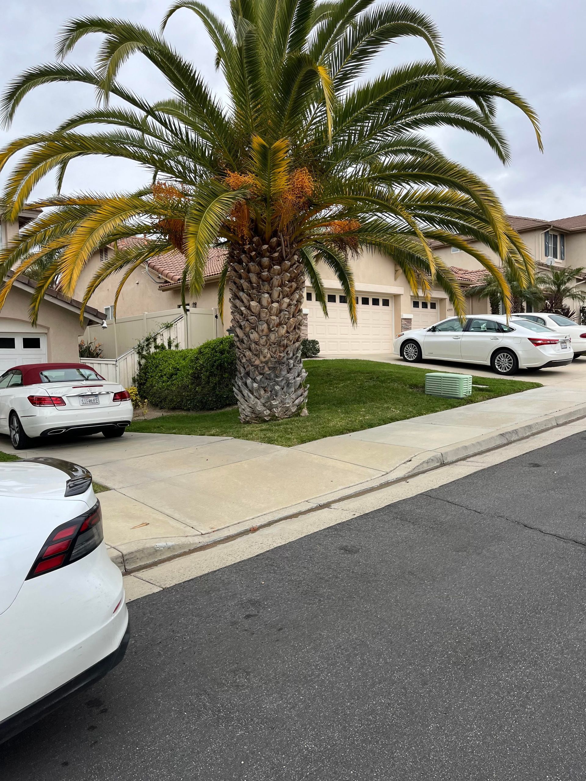 A white car is parked in front of a palm tree.
