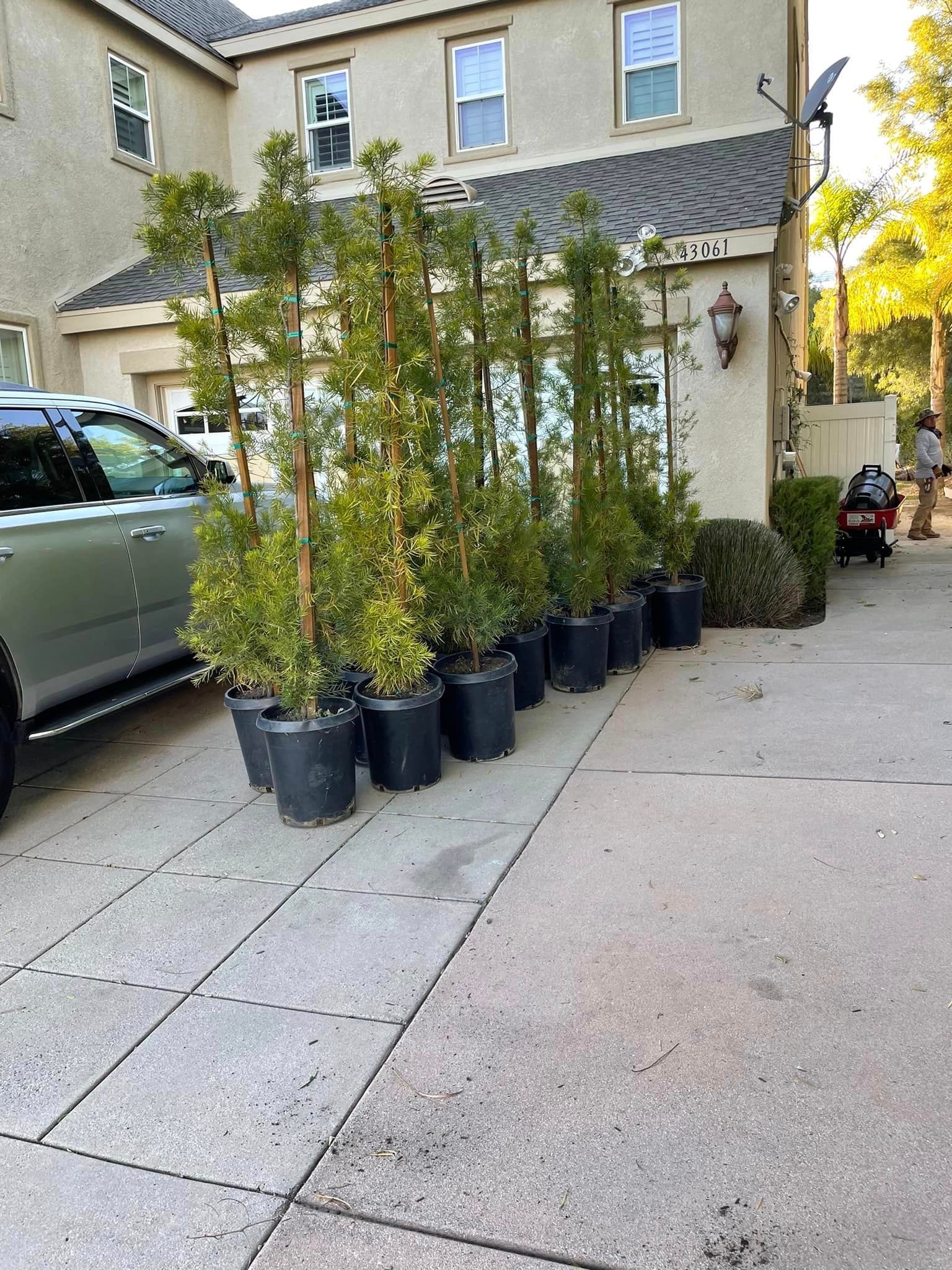 a collective of trees ready to be planted