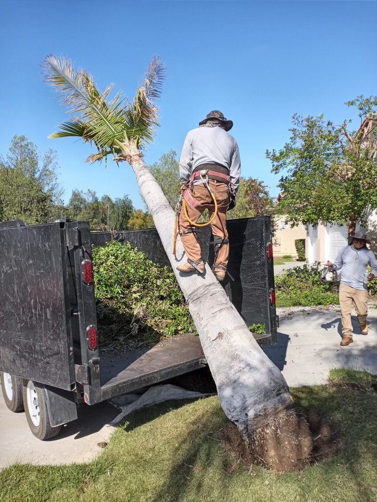 landscaper cutting down a palm tree