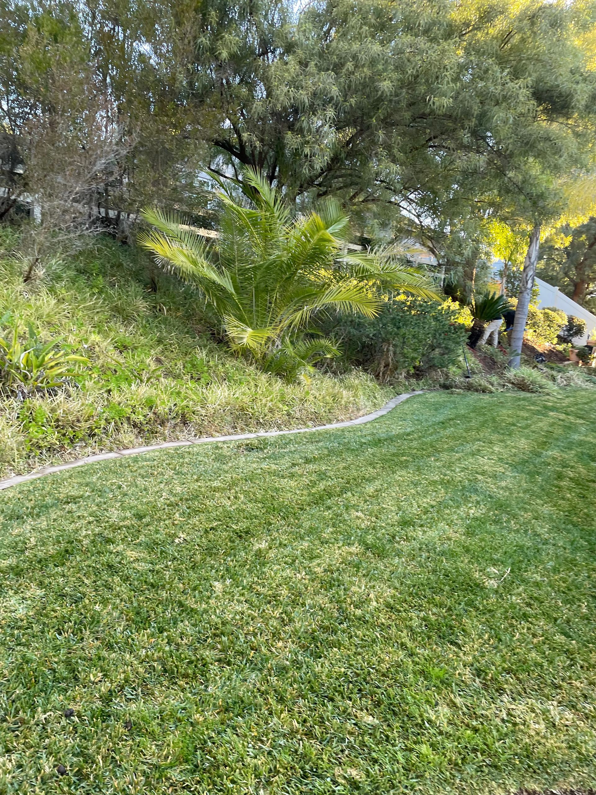 a lush green lawn with trees and bushes in the background .