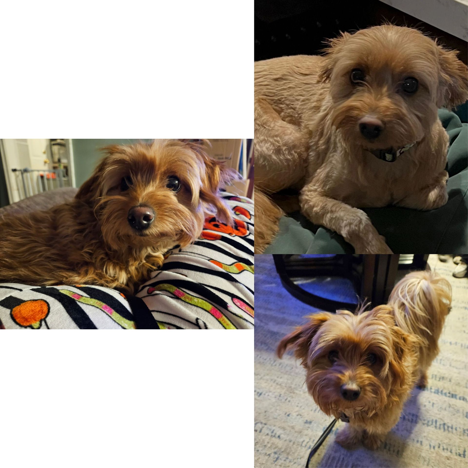 Three photos of a small, tan-brown dog with scruffy fur. The dog looks happy and is in different settings.