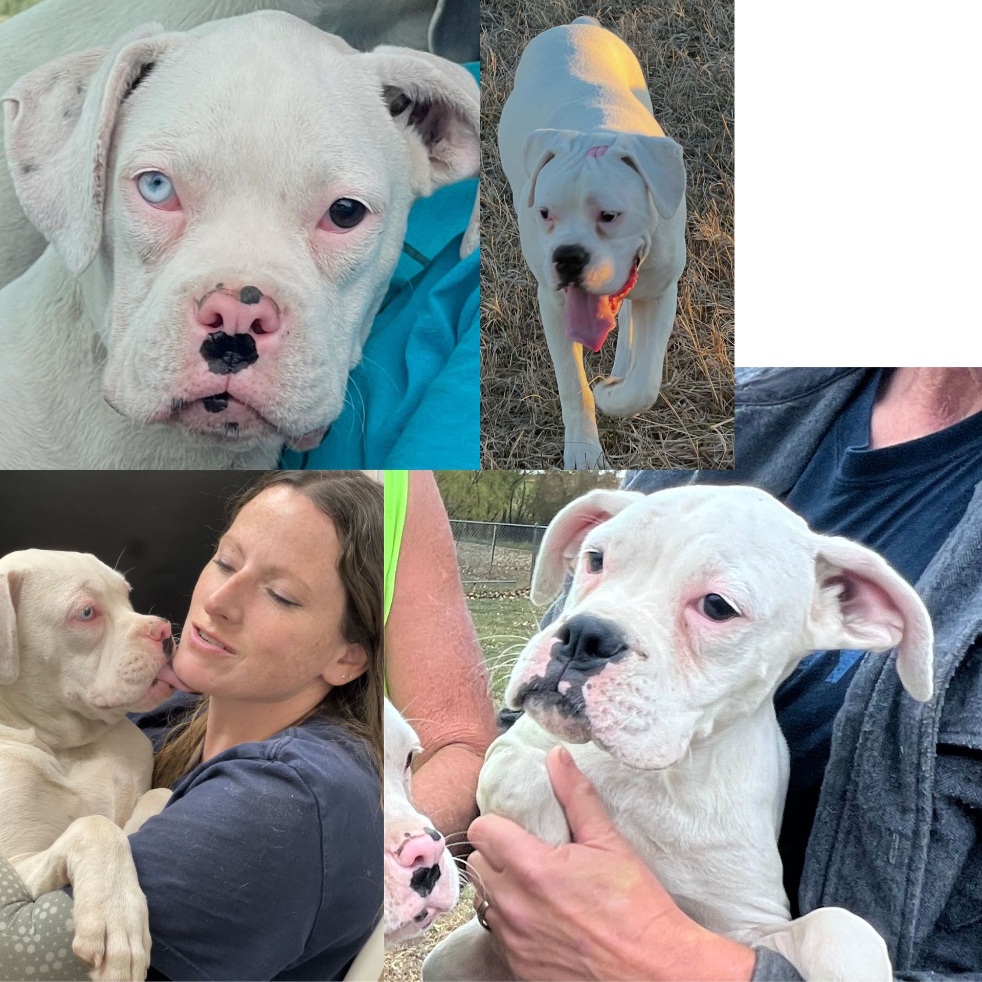 Collage of a white dog with heterochromia (different colored eyes) in various poses with people.