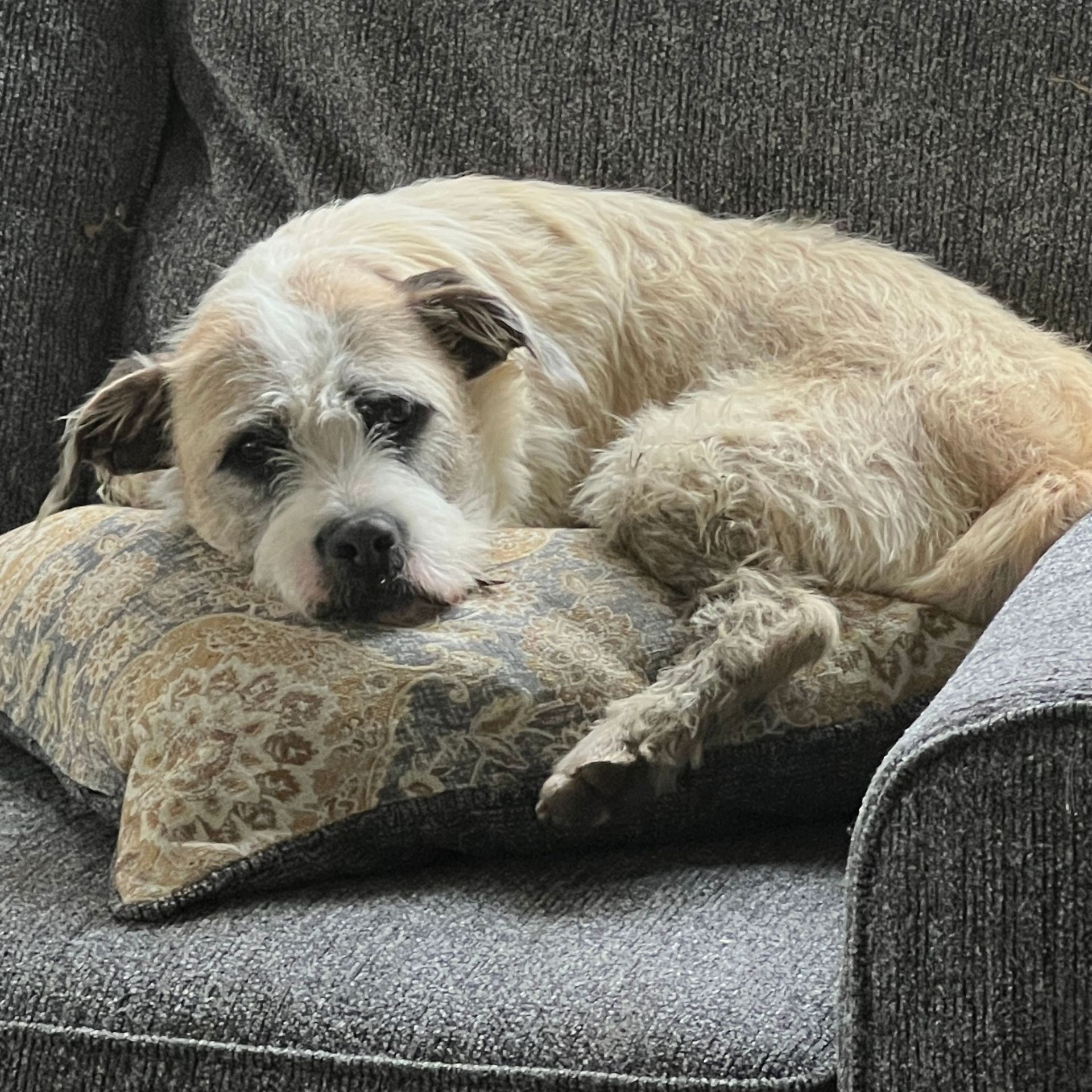 Dog resting head on a patterned pillow on a gray chair. The dog has tan fur with dark ears.