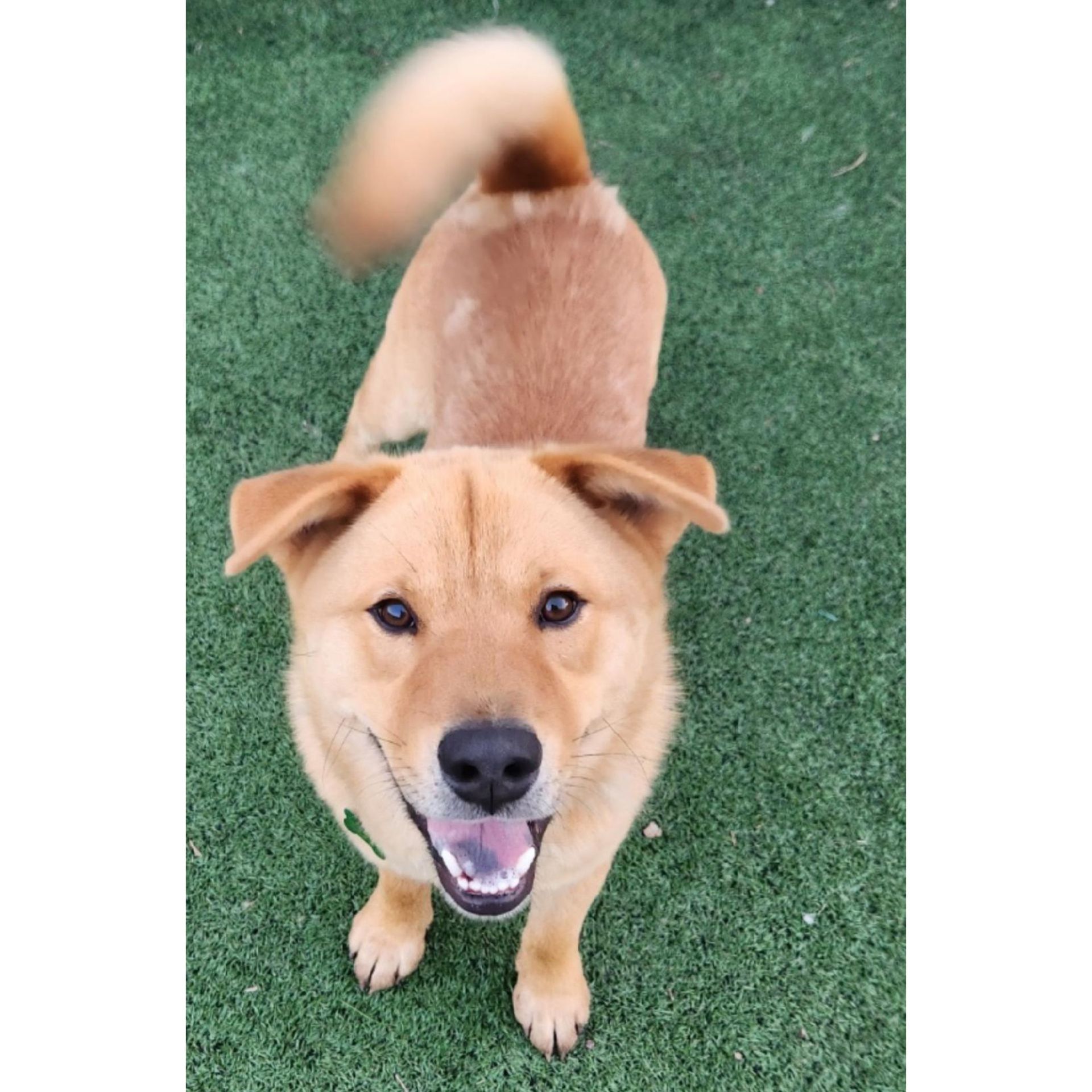 Happy tan dog with a curled tail, on green grass.
