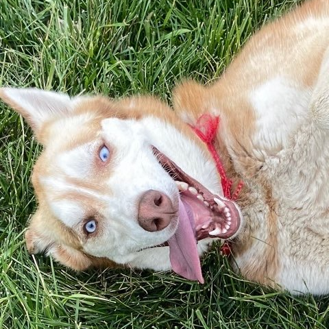 Husky dog with blue eyes, lying in grass on back, panting happily with tongue out.