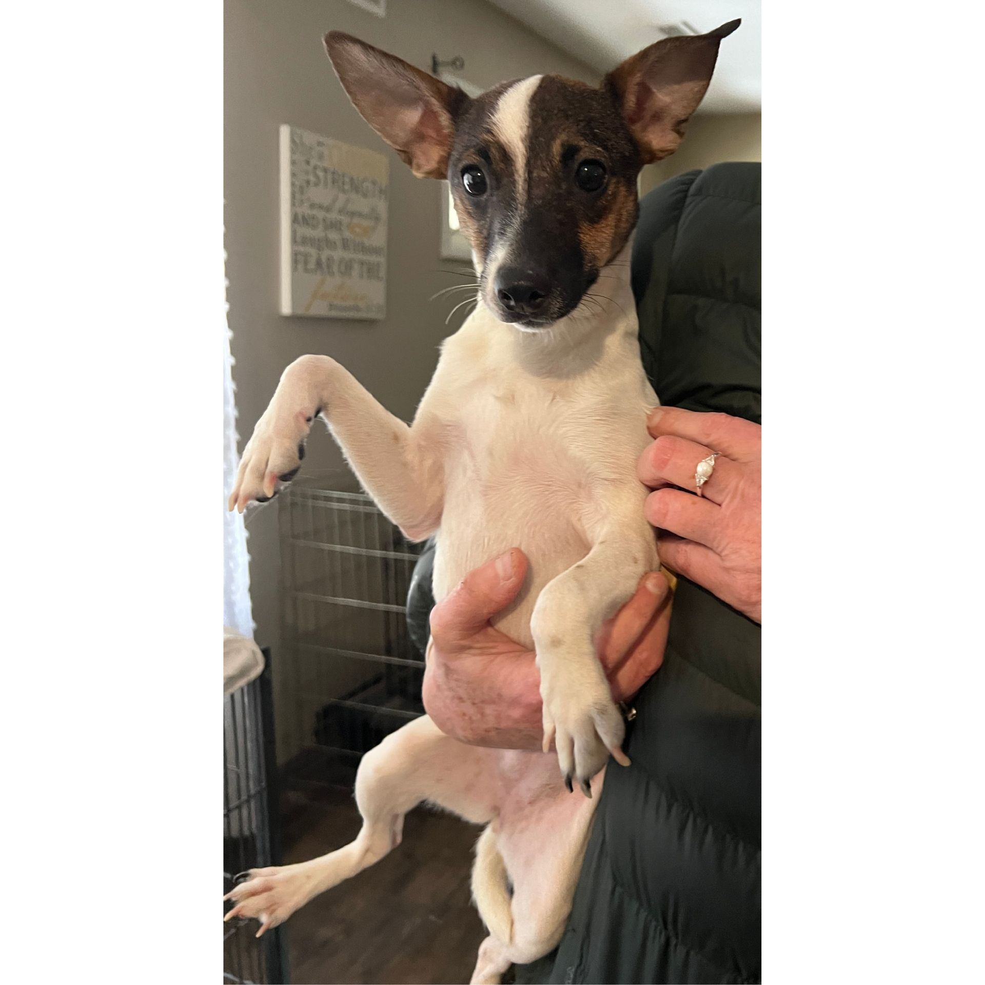 Dog, mostly white with brown spots, held by person. The dog raises a paw.