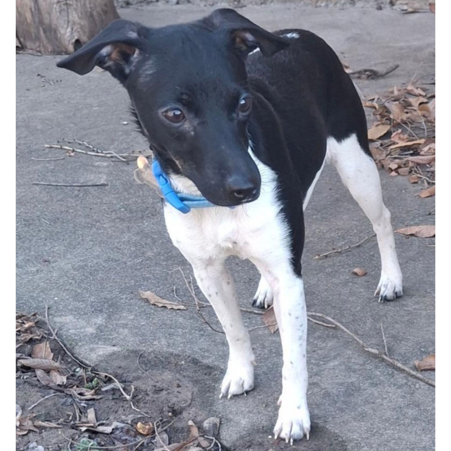 Black and white dog with floppy ears wearing a blue collar, standing on a concrete surface.