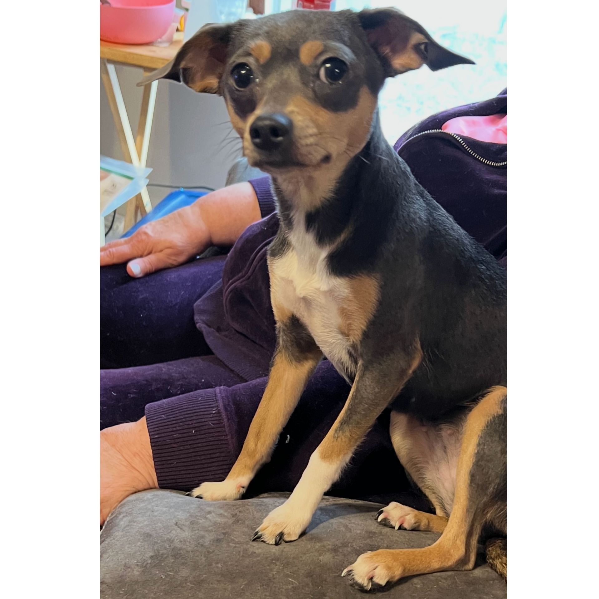 Small dog with black and tan fur sits on a gray couch, looking at the camera.