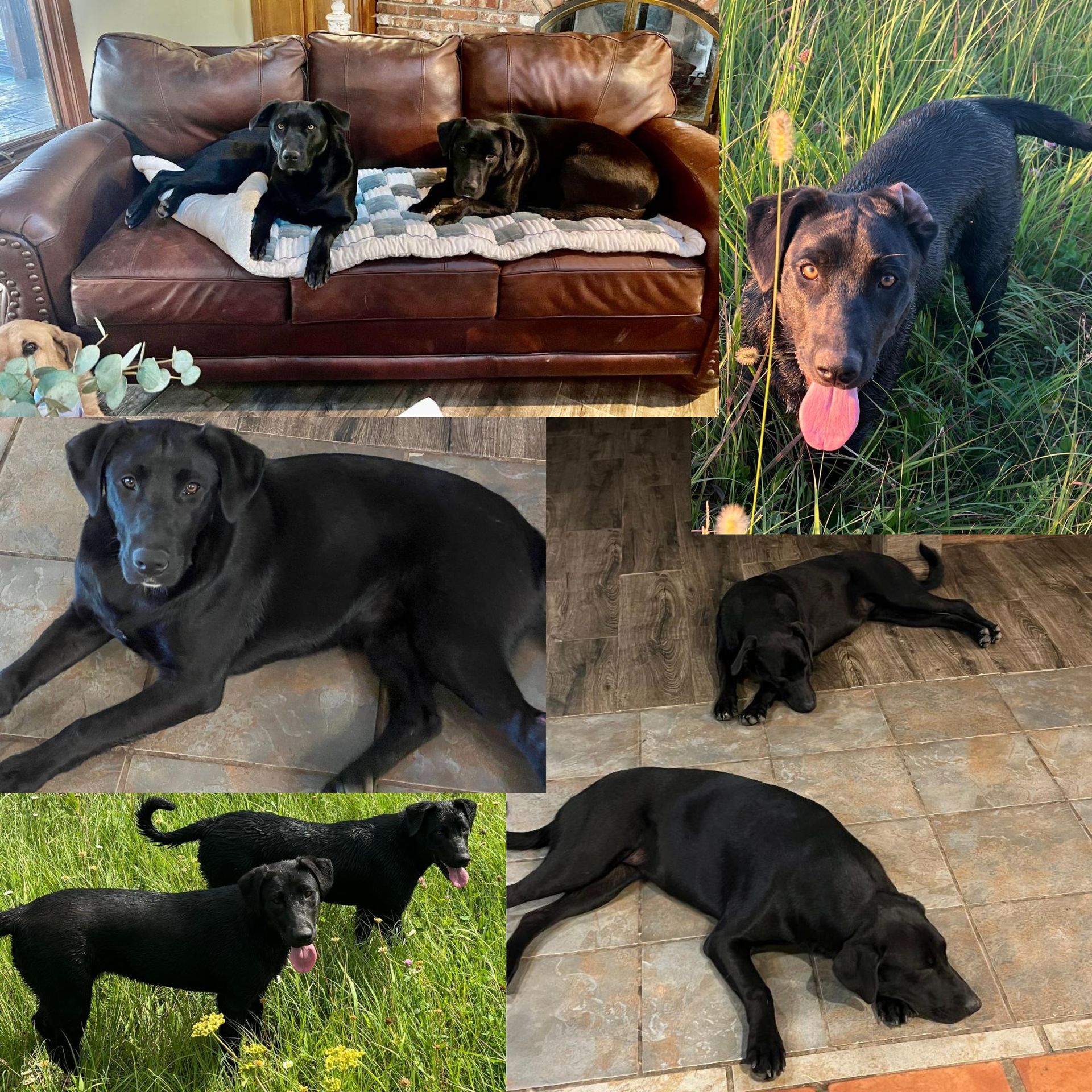 Collage of black Labrador dogs relaxing indoors and outdoors.