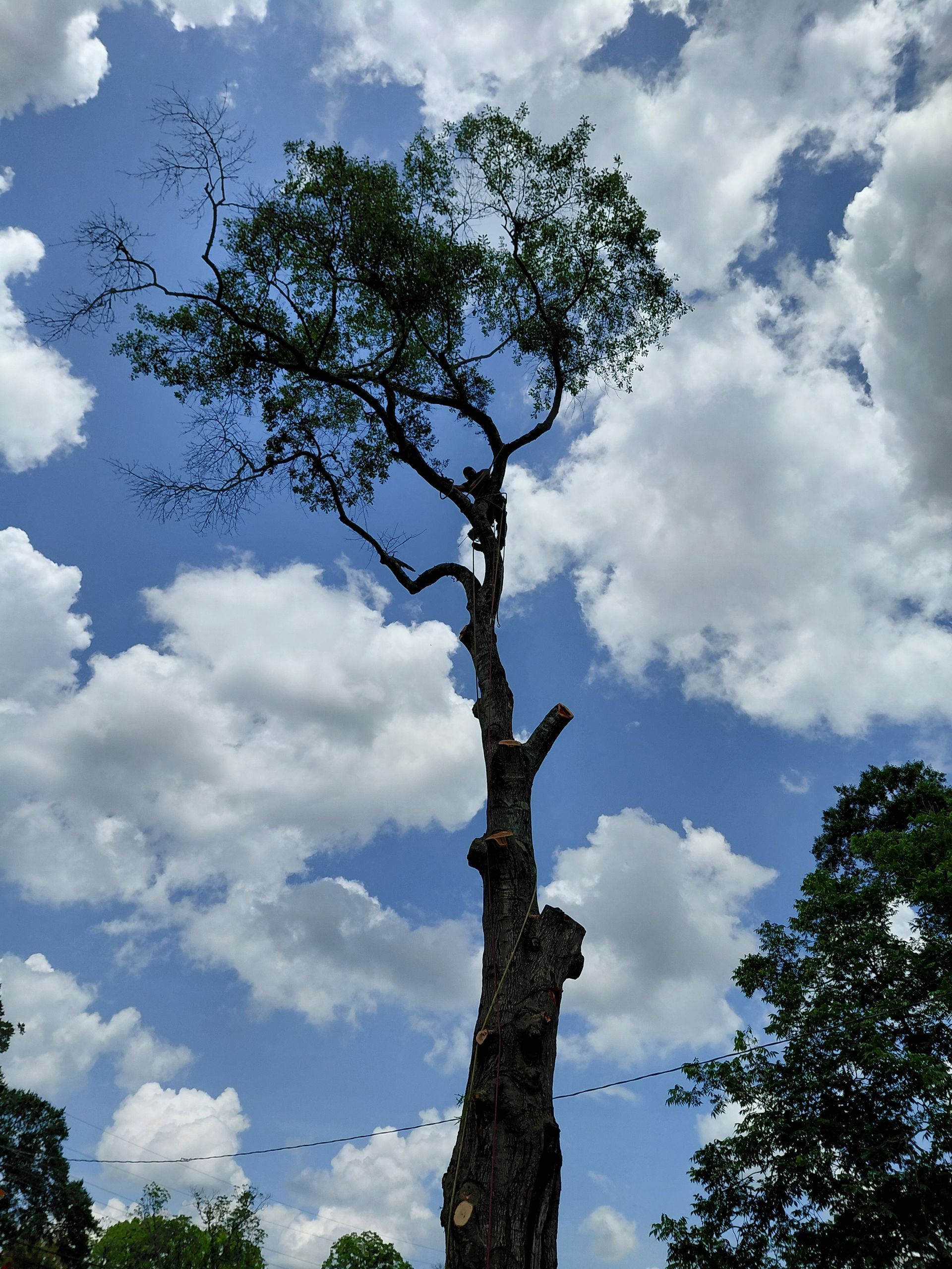 A tree with a blue sky and white clouds behind it