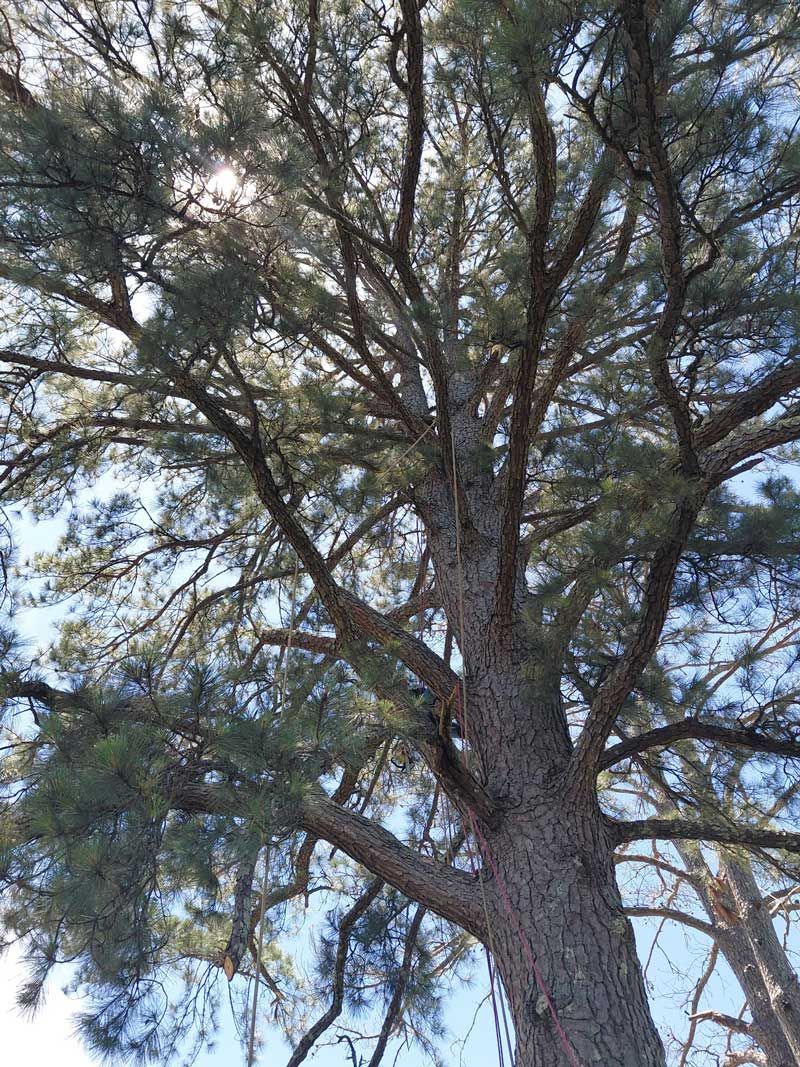 Looking up at a tall pine tree with a blue sky in the background.