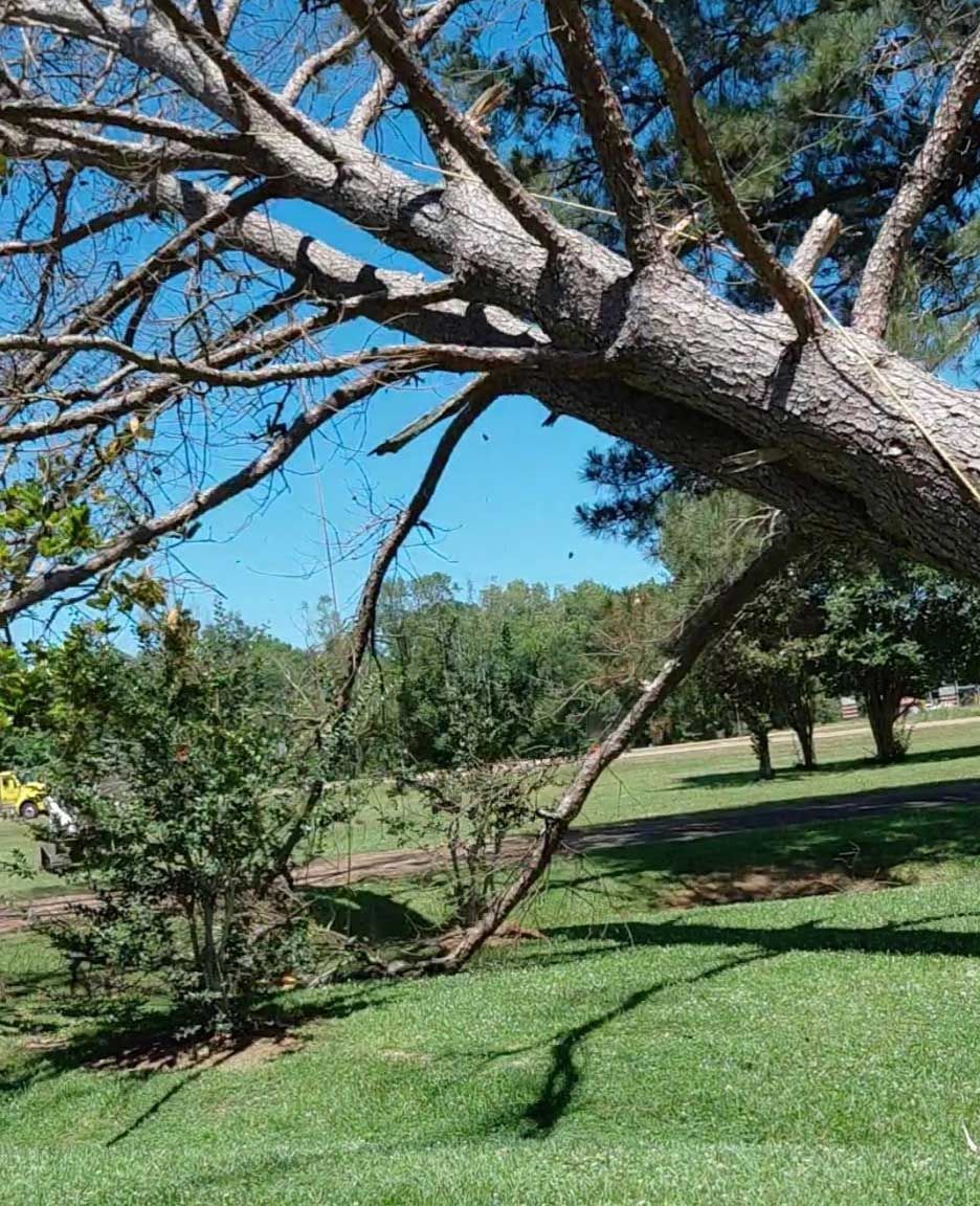 A tree branch is hanging over a grassy field in a park.
