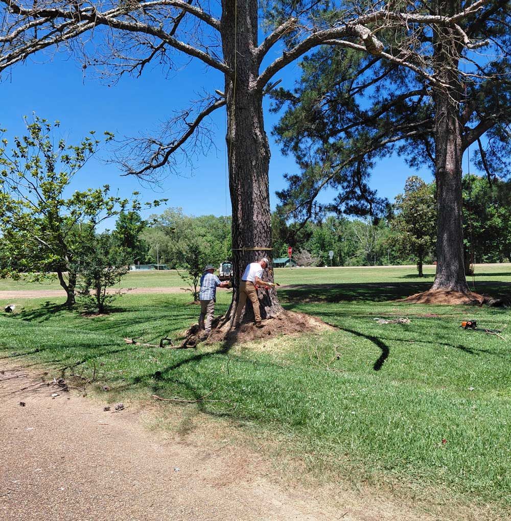 A man is standing next to a tree in a park