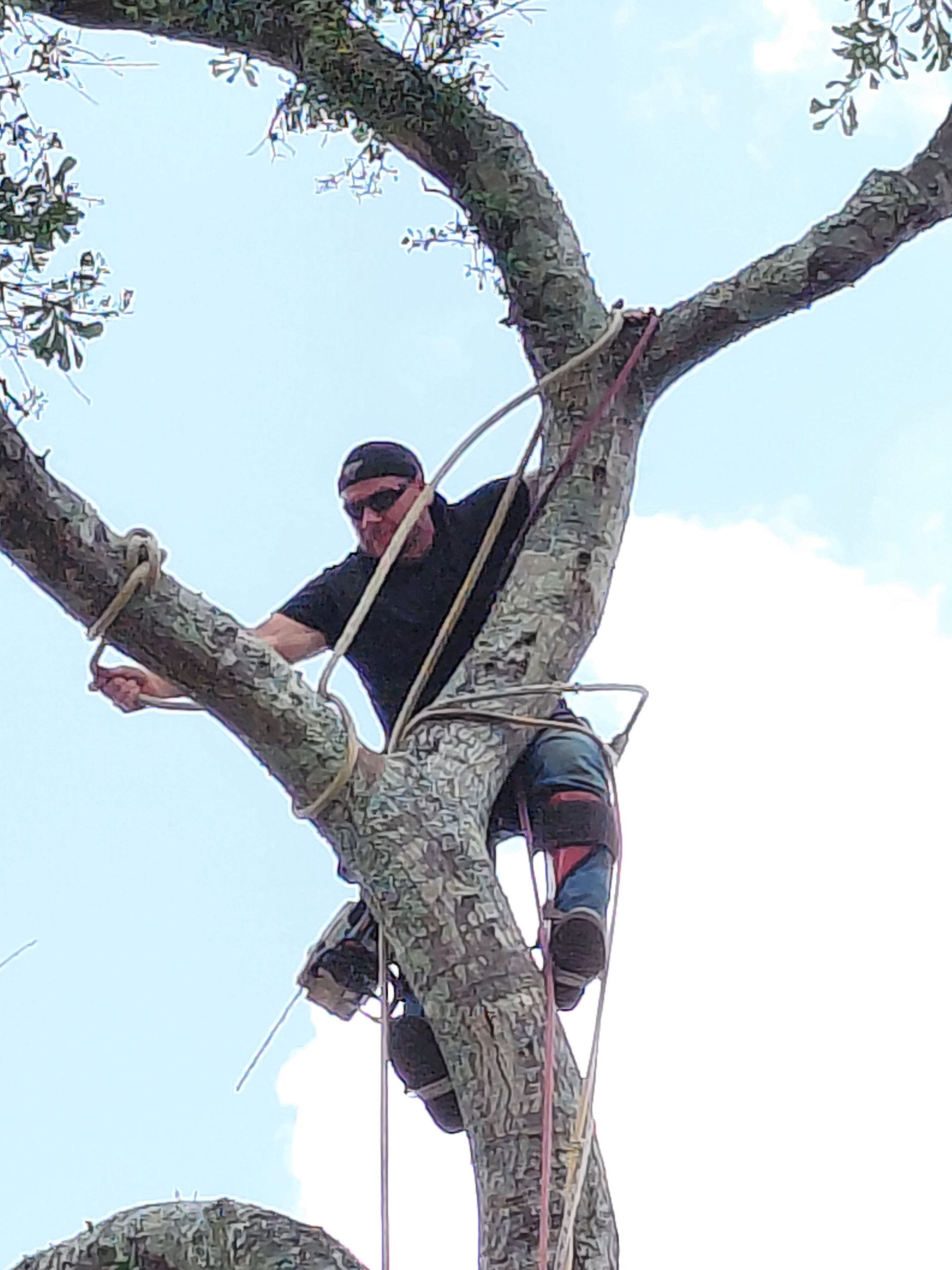 A man is climbing a tree with a rope.
