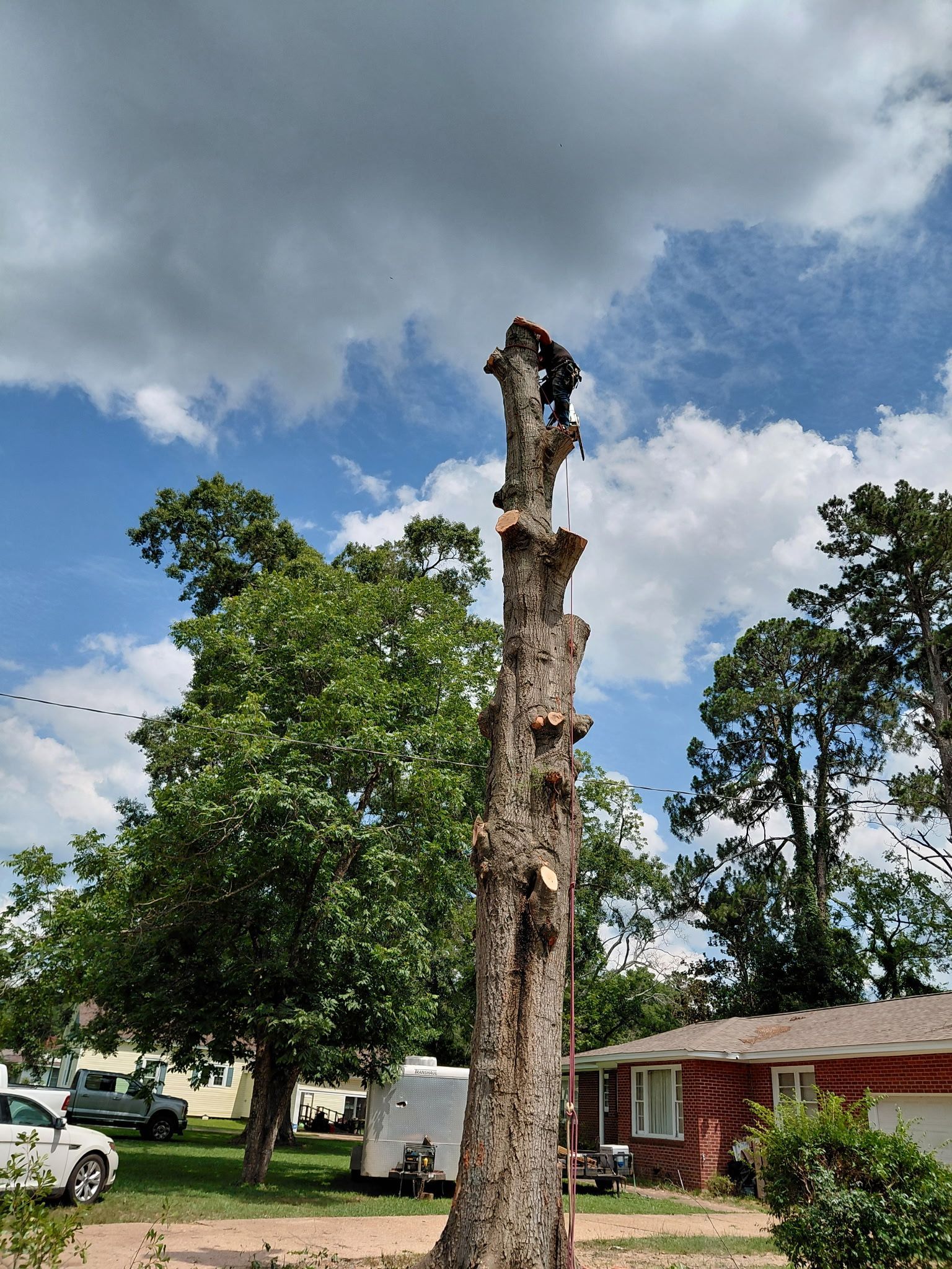 A tree is being cut down in front of a house.