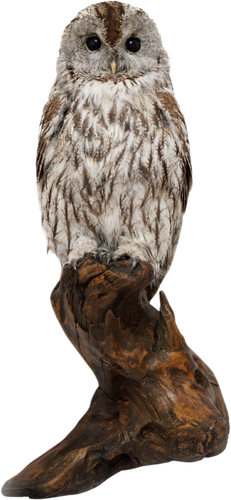 An owl is sitting on a tree branch on a white background.