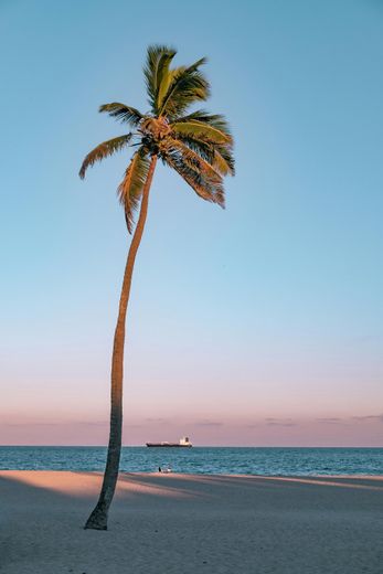 Palm tree on beach at sunset, blue sky and ocean.