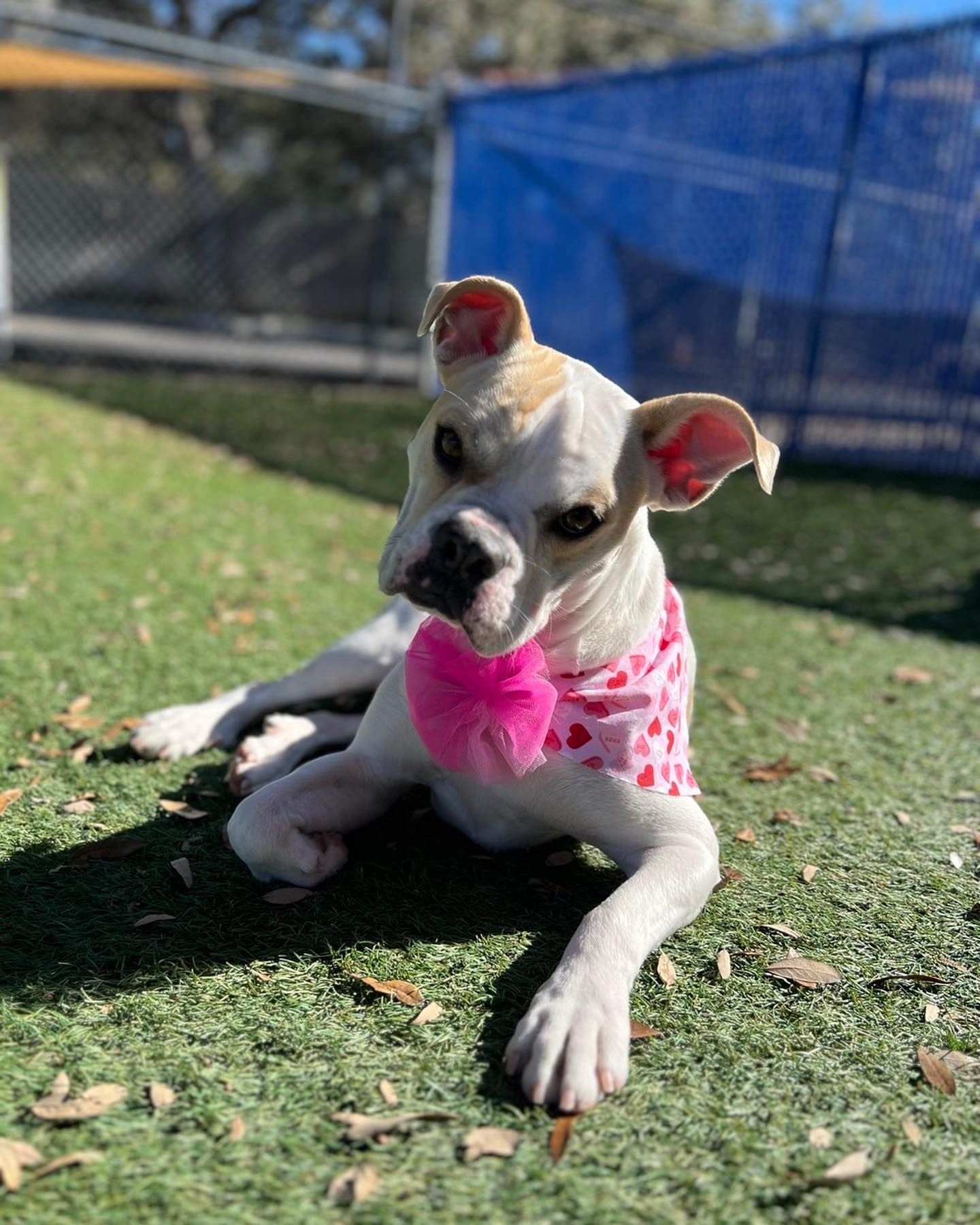 A blurry picture of a house with palm trees in front of it.