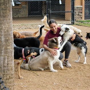 A woman is kneeling down next to a group of dogs in a dog park.