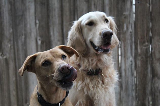 Two dogs are sitting next to each other in front of a wooden fence.