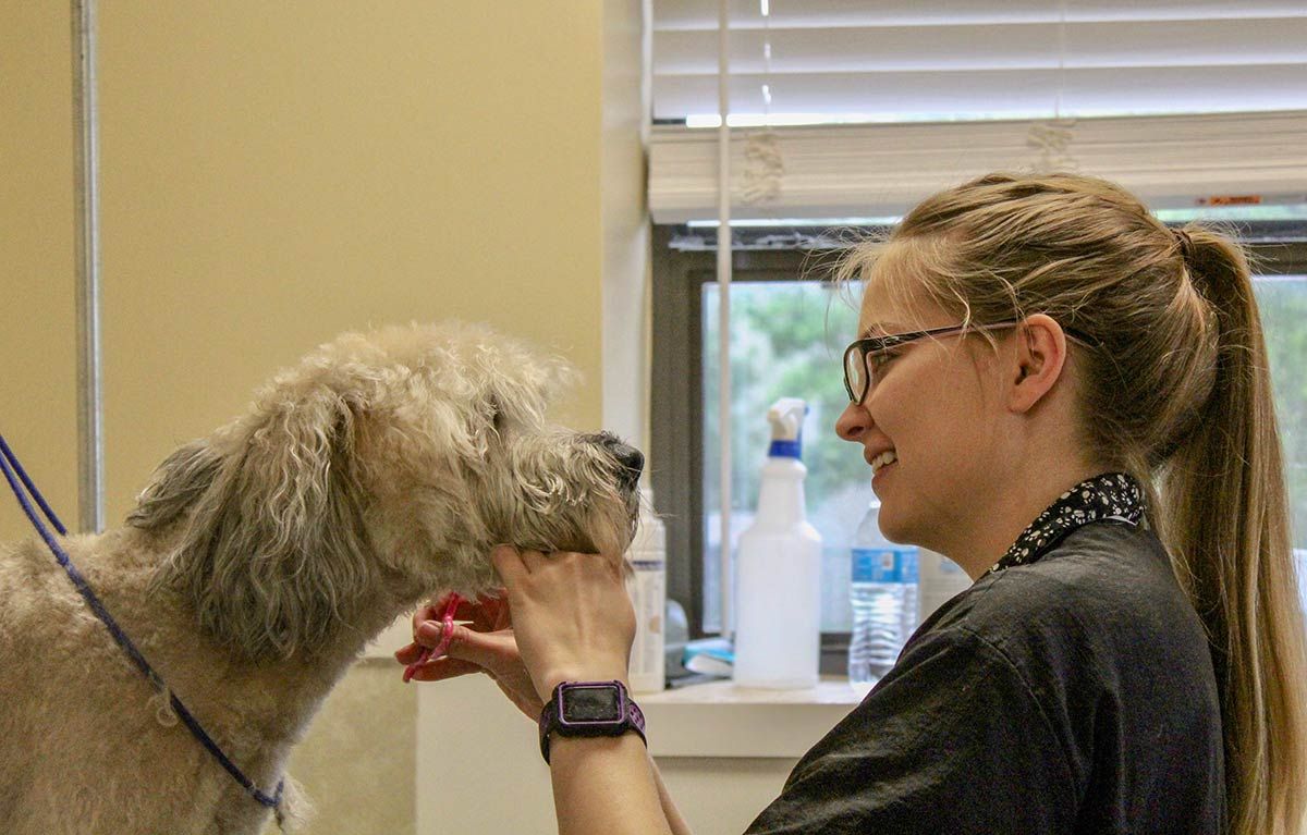 A woman is grooming a dog in front of a window.