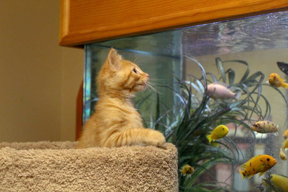 Two cats are sitting on a cat tree in a room.