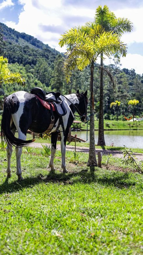 Vaca preta e branca com sela em pé na grama perto de um lago e uma palmeira, com montanhas ao fundo.