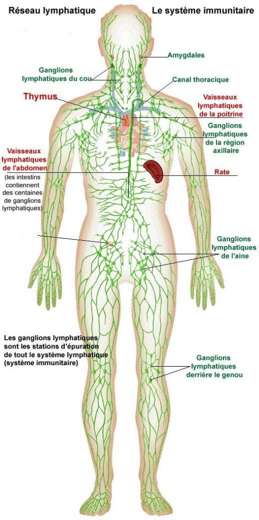 ganglions lymphatiques du tissu conjonctif