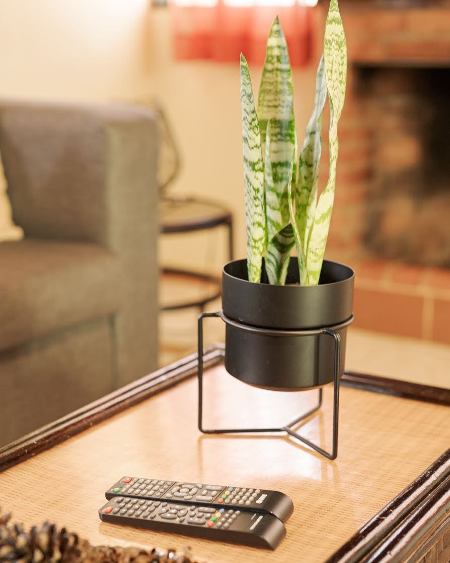 Una planta en maceta está colocada sobre una mesa de café junto a dos controles remotos.