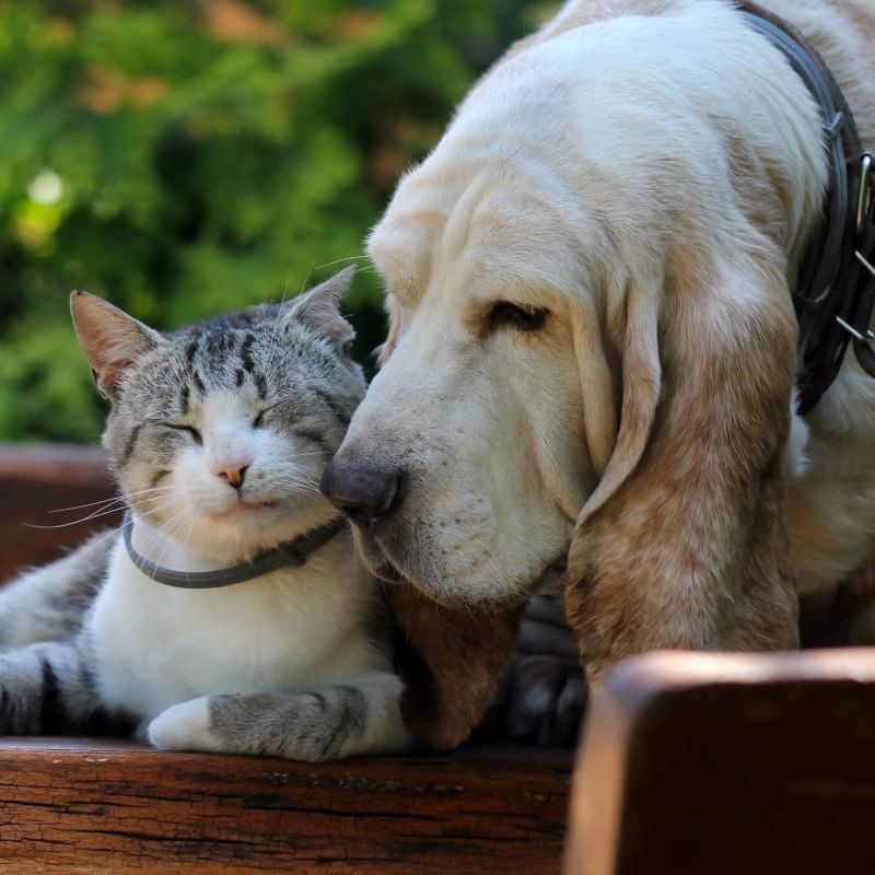 A dog and a cat are laying next to each other