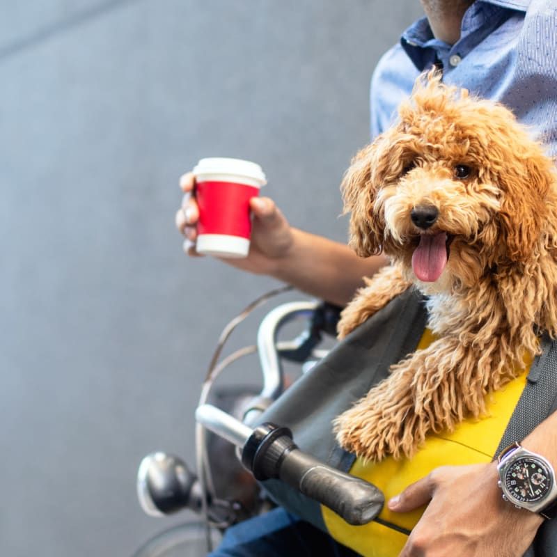 A man is holding a cup of coffee and a dog is sitting in his lap