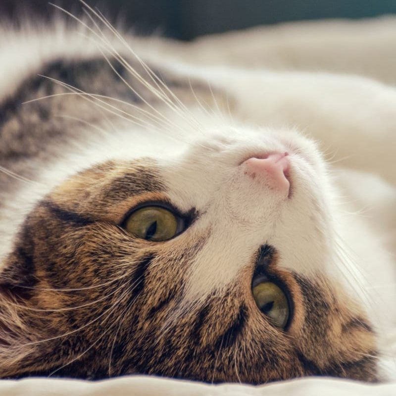 A cat with green eyes is laying on its back on a bed