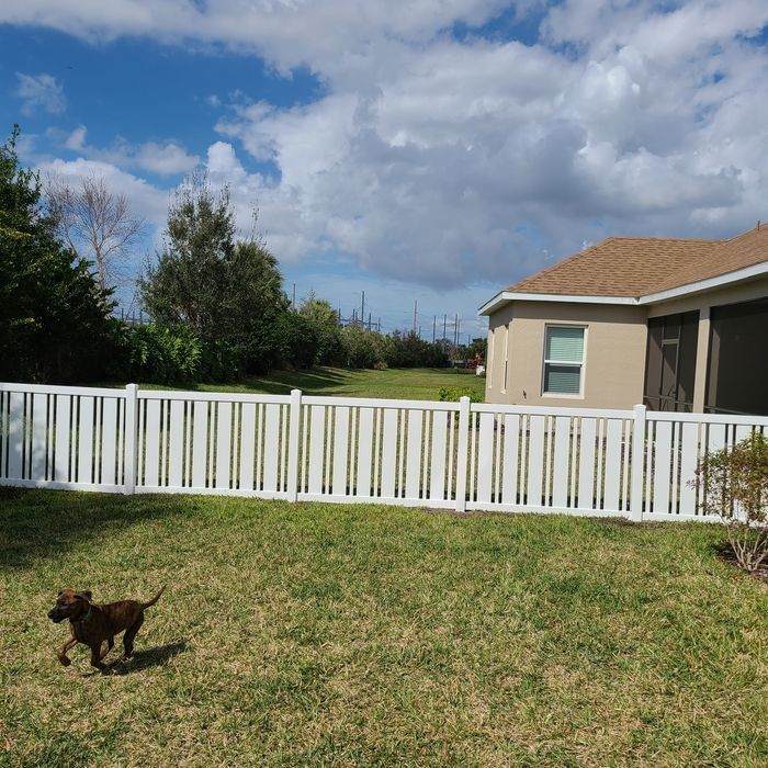 A small brown dog runs across a green lawn in front of a white fence and a house under a blue sky.