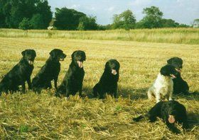 Gun dog training - Thetford, Norfolk - Buttershall Gun Dogs - Dogs in Field