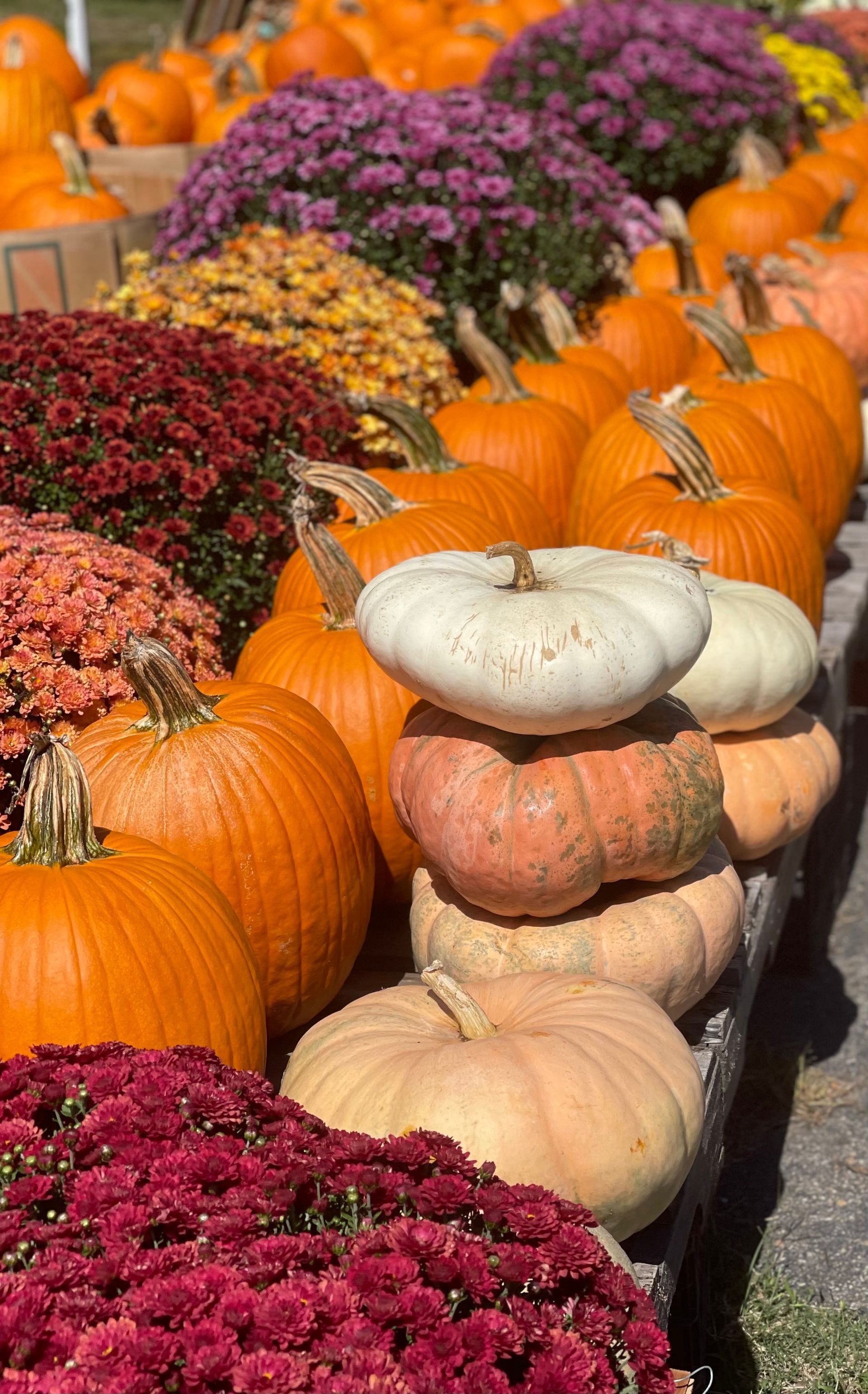 Colorful Pumpkins in an outdoor market. Various pumpkin sizes and colors with deep red, yellow, and purple flowers.