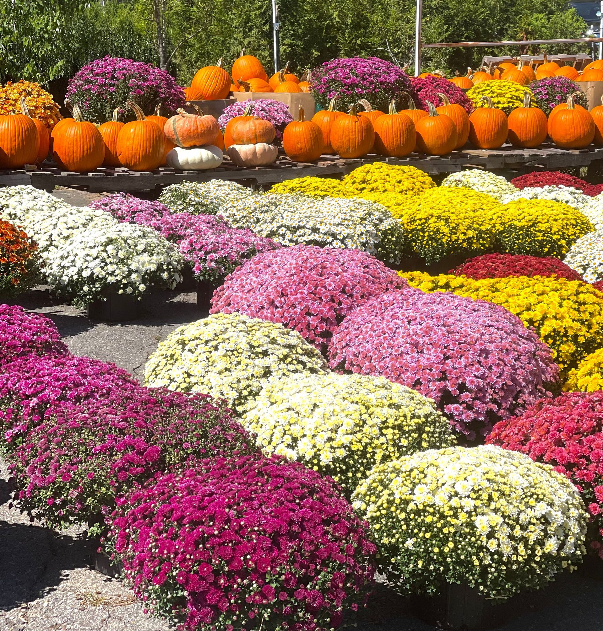 Mounds of colorful mums in purple, pink, yellow, and white, with pumpkins displayed on shelves in the background.