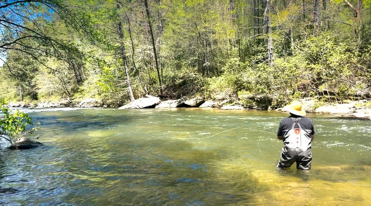 A person fly fishes in a clear river surrounded by green trees under a sunny sky. They wear waders and a hat.