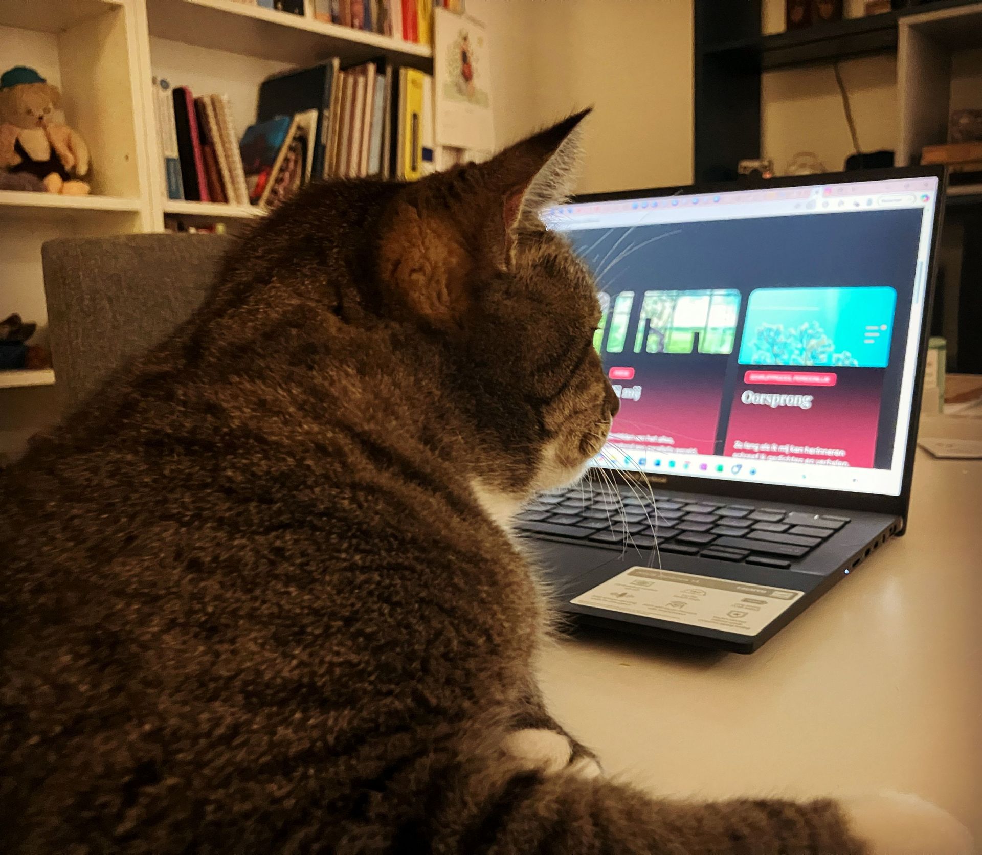 Kat kijkt aandachtig naar een laptopscherm, waarschijnlijk streamend. Binnen, met boeken en planken op de achtergrond.