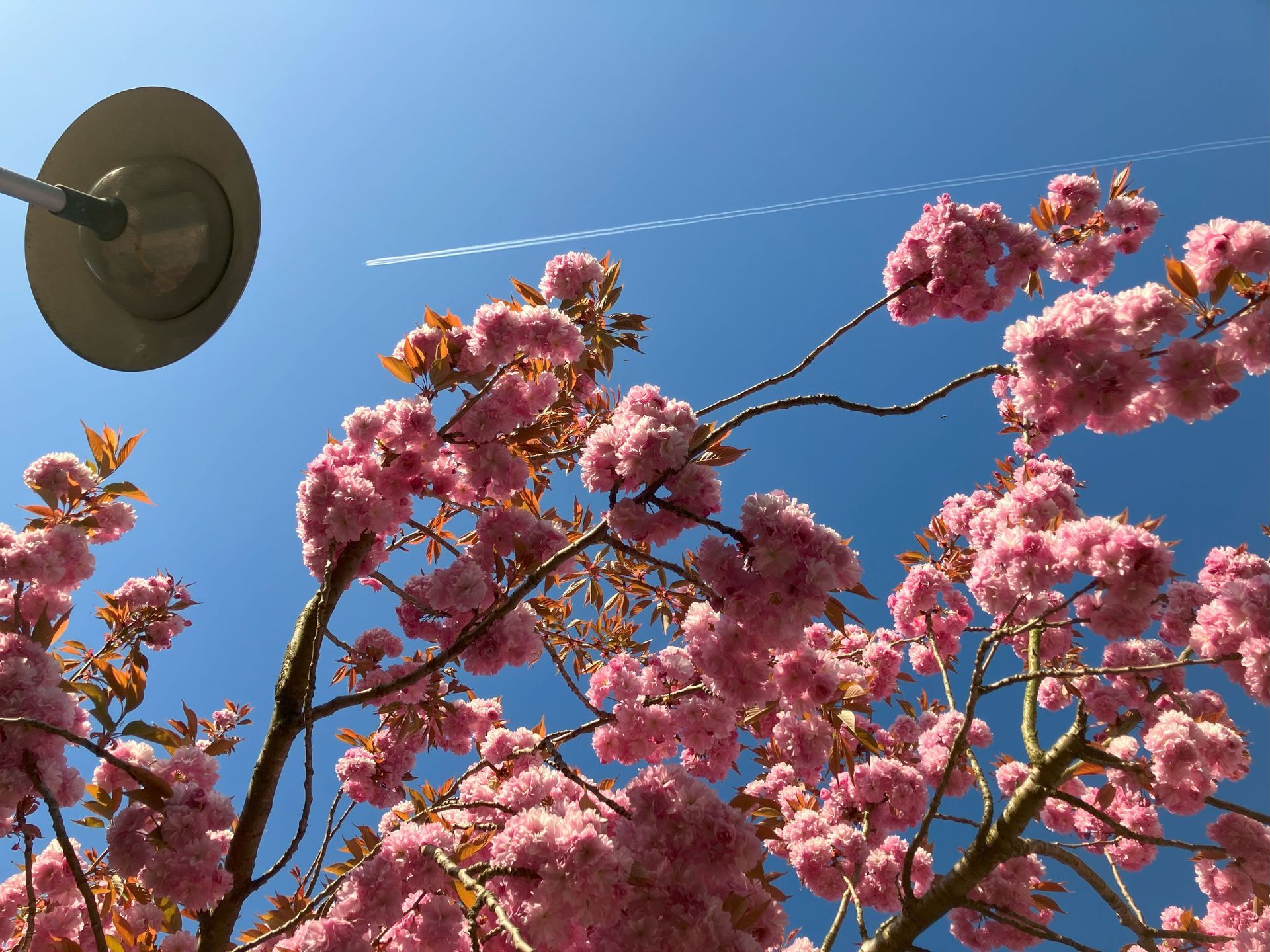 Roze kersenbloesems reiken naar de blauwe lucht met een straatlantaarn en een condensatiestreep.