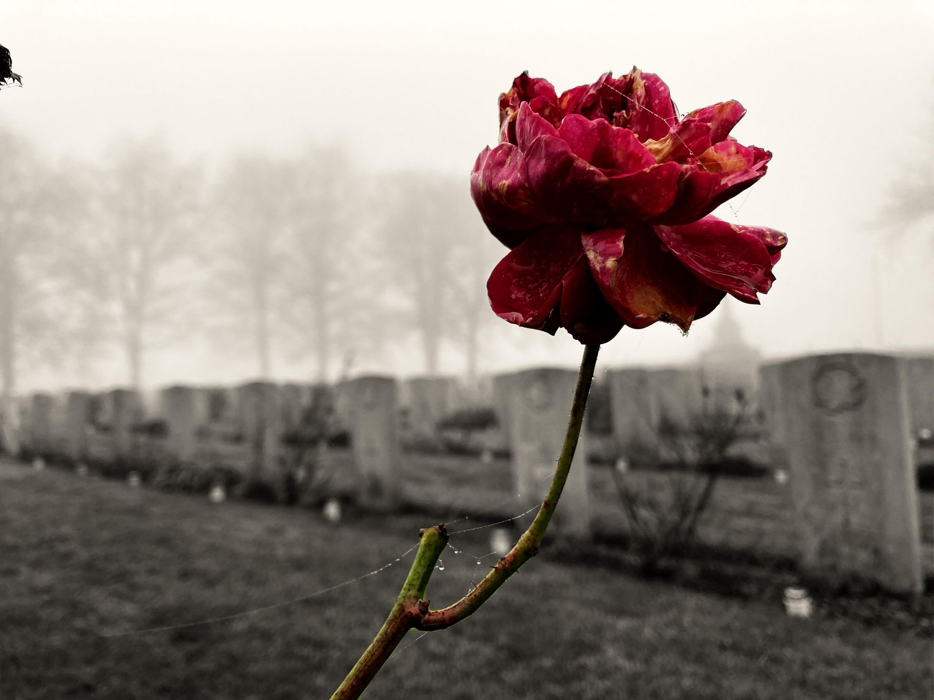 Een rode roos op de voorgrond, een begraafplaats met grafstenen op de achtergrond; een grijze, mistige dag.