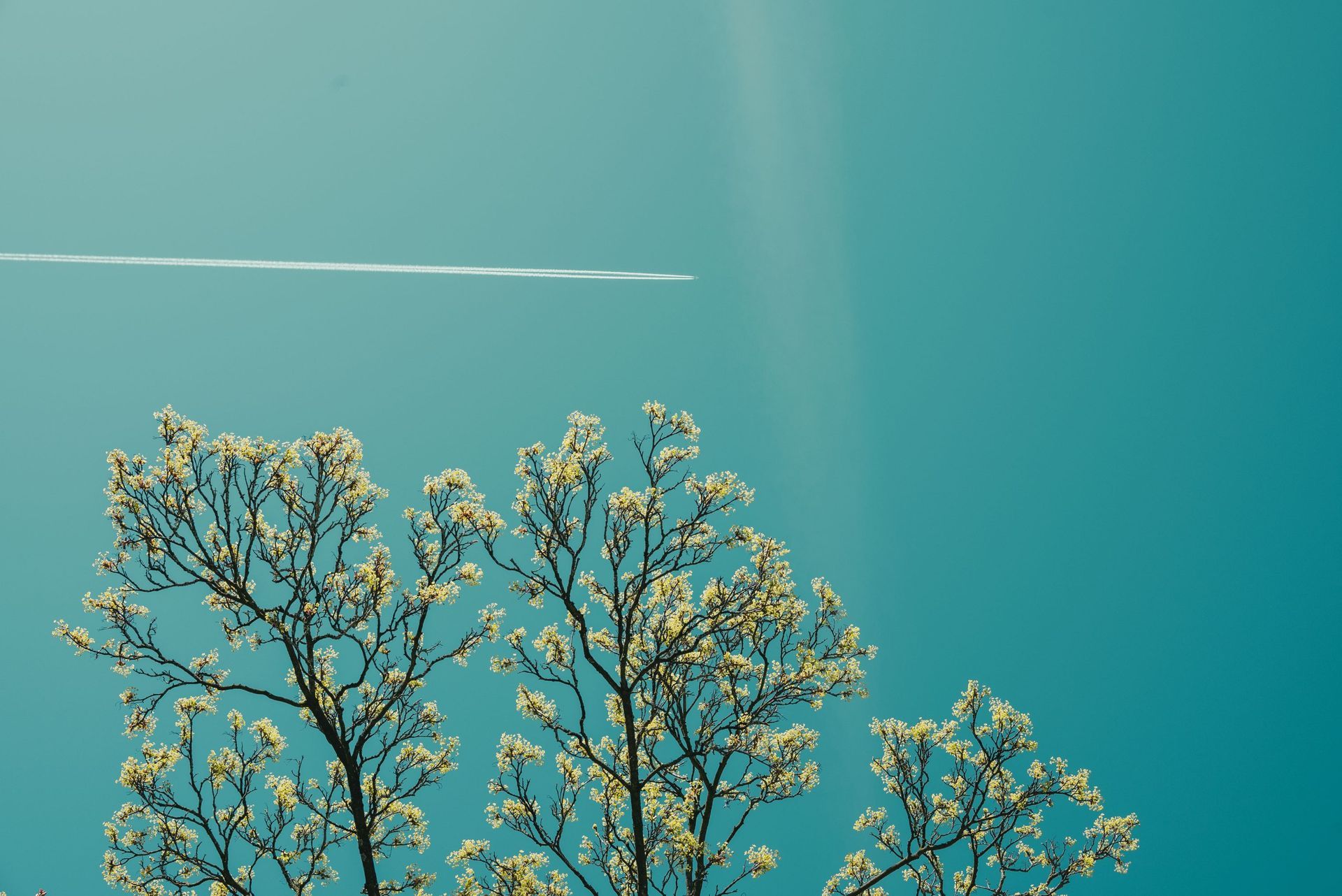 Bomen met lichtgroene bladeren tegen een blauwgroene lucht met een condensatiestreep.