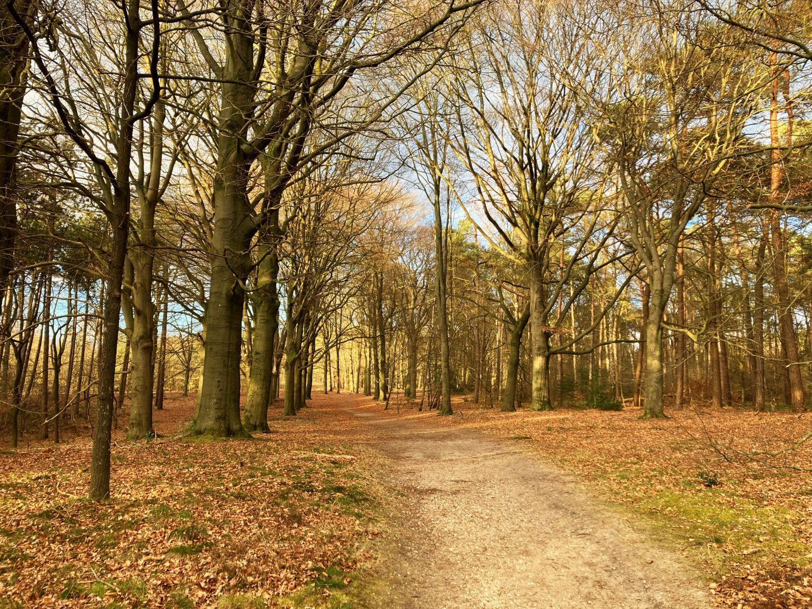 Pad door een bos in de herfst; bomen met bruine bladeren, de grond bedekt met bladeren, zonlicht.