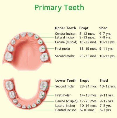 Primary Teeth — Hudsonville, MI — Hudsonville Family Dentistry