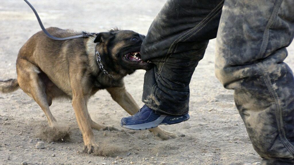 A dog is biting a person 's leg in the dirt.